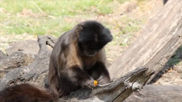 Monkey eating fruit — Stock Video