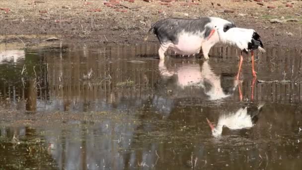 Varken en witte ooievaar — Stockvideo