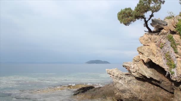 Pino en una roca sobre el mar — Vídeos de Stock