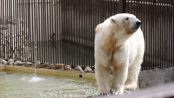 Oso blanco polar — Vídeo de stock