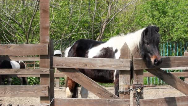 Bauernhofszene mit Ponypferd — Stockvideo