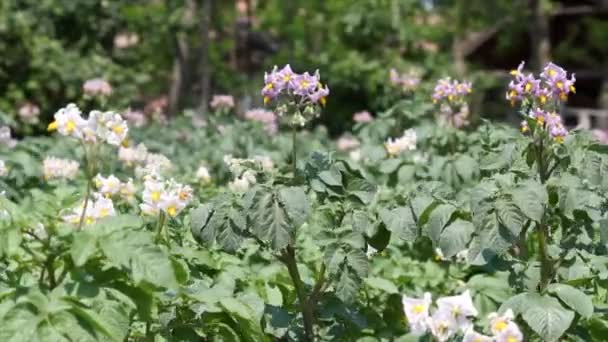 Potato flower — Stock Video