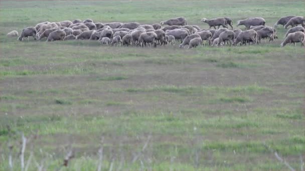 Овцы на пастбищах — стоковое видео