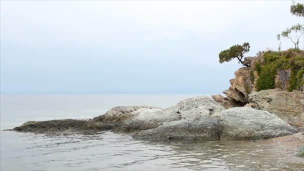 Pino en una roca sobre el mar — Vídeo de stock