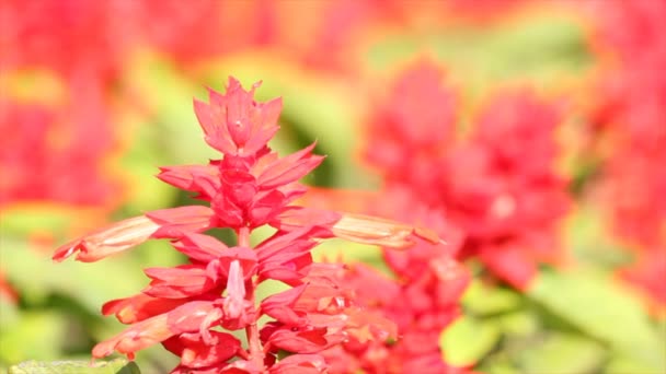 Primavera flor roja — Vídeo de stock