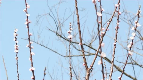 Våren träd grenar flytta i vinden — Stockvideo