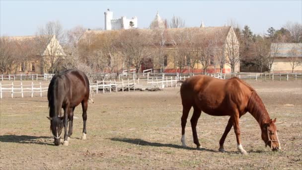 Estable con caballo marrón y negro — Vídeo de stock