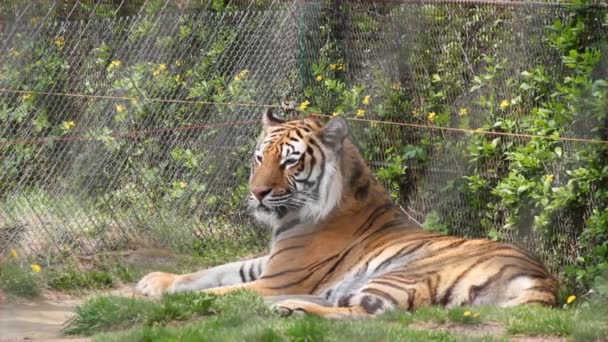 Bengalisk tiger — Stockvideo