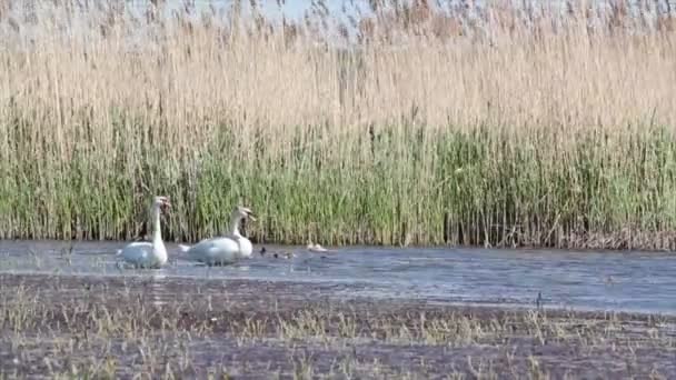 Dos cisnes blancos en el lago — Vídeo de stock