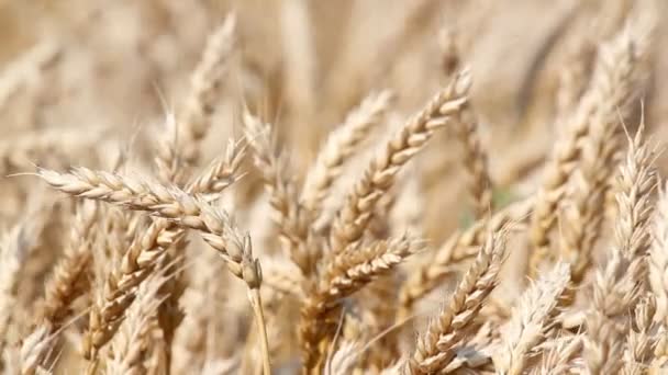 Wheat close up — Stock Video