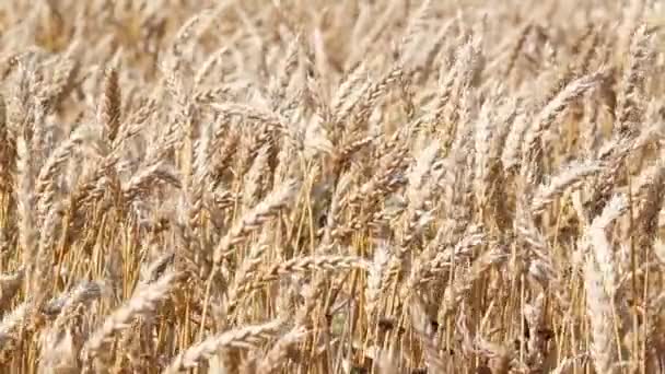 Golden wheat field — Stock Video