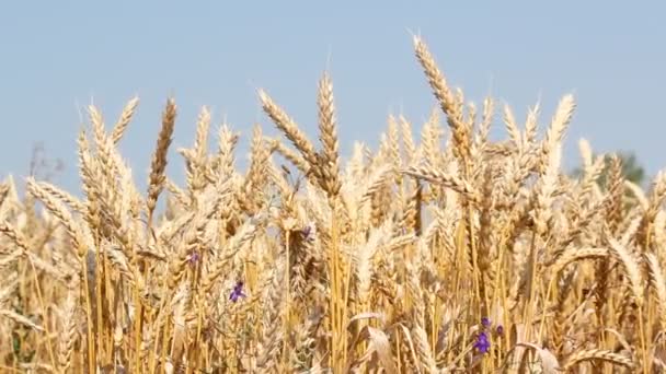 Golden wheat summer scene