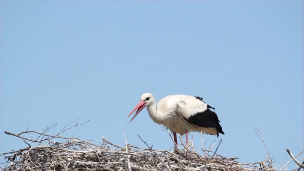 White stork with young in nest — Stock Video