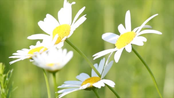 Witte wilde bloemen — Stockvideo