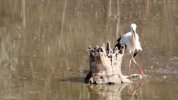 Cigüeña blanca en pantano — Vídeo de stock