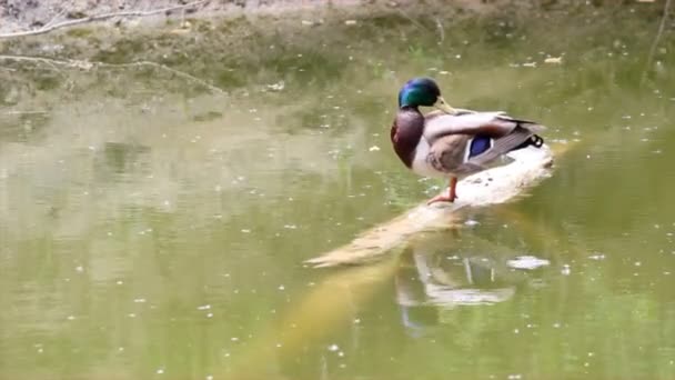 Canard sauvage 