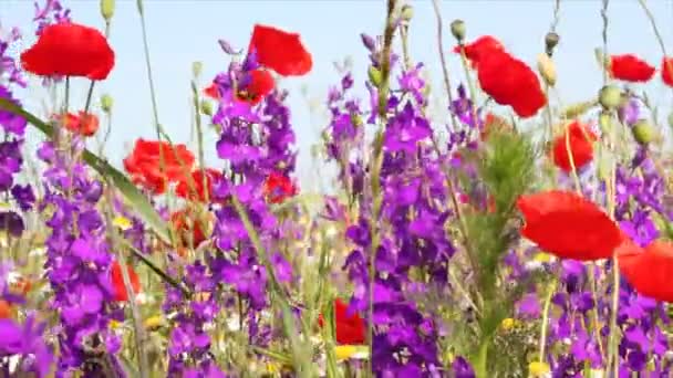 Wilde bloemen — Stockvideo