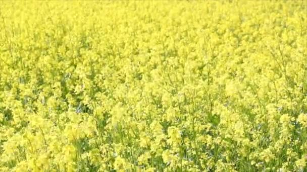 Flores amarillas — Vídeo de stock