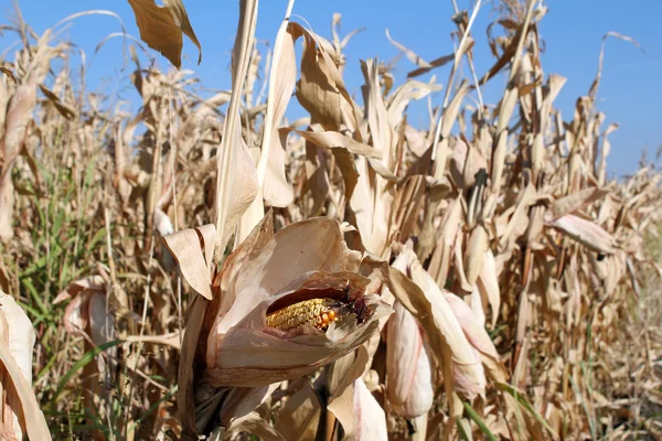 Corn field ready for harvest — Stock Photo, Image