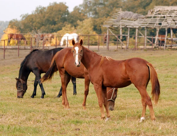 Cena de fazenda de cavalos — Fotografia de Stock