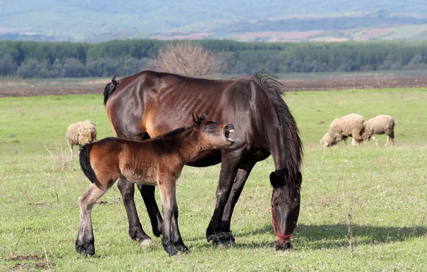 Horse foal neigh on pasture — Stockfoto