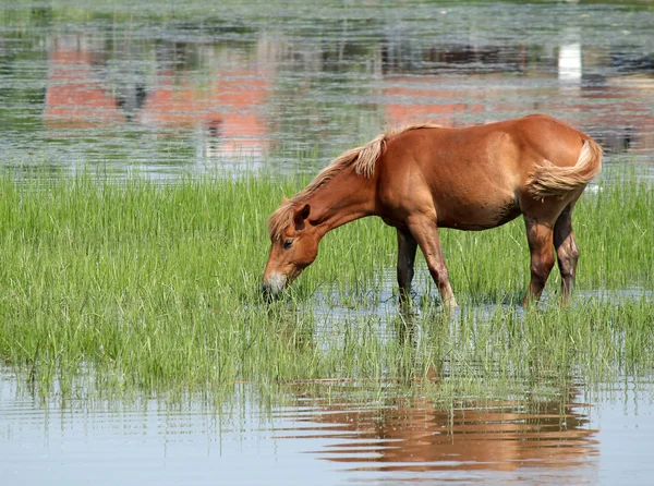 Brun häst dricka vatten natur scen — Stockfoto