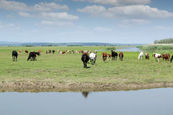 Лошади идут пить воду — стоковое фото
