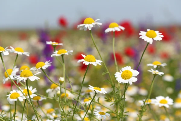 Wilde bloemen veld aard voorjaar scène — Stockfoto