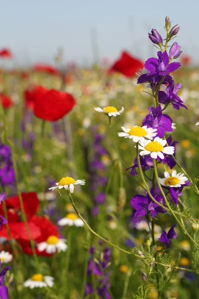 Renkli kır çiçekleriyle Doğa bahar sahnesi — Stok fotoğraf