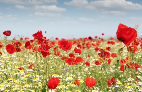 Poppy bloemen veld aard voorjaar scène — Stockfoto