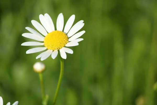 White wild flower spring scene — Stock Photo, Image