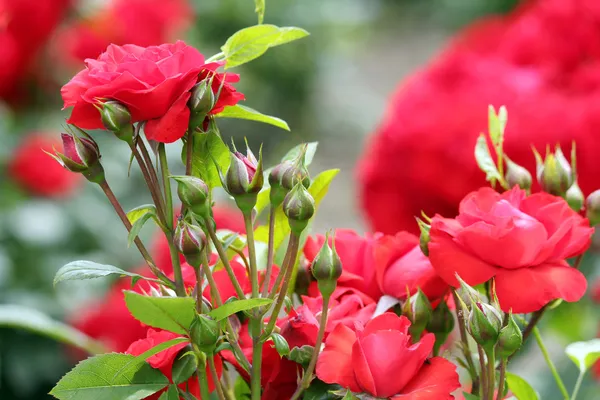 Rosas naturaleza primavera escena —  Fotos de Stock