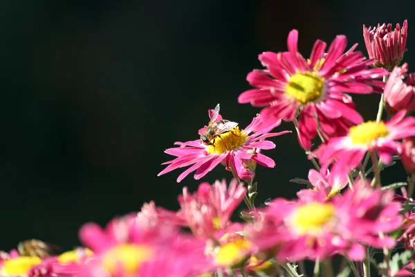 Bee on flower spring scene — Stock Photo, Image
