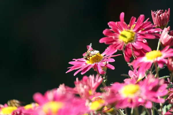 Abeille sur fleur printemps scène — Photo