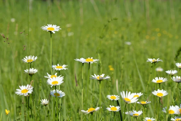 Prato con fiori bianchi selvatici scena primaverile — Foto Stock