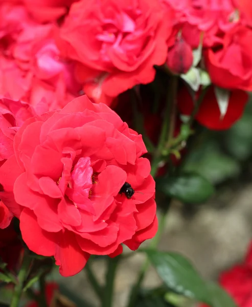 Красная роза и пчела — стоковое фото