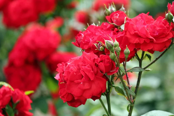 Rosas primavera cena — Fotografia de Stock