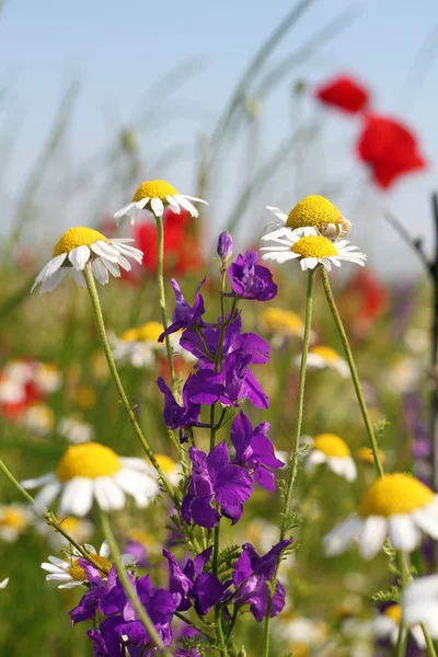 Colorful wild flowers nature scene — Stock Photo, Image