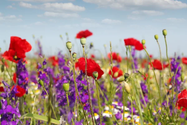 Papaver en wilde bloemen voorjaar scène — Stockfoto