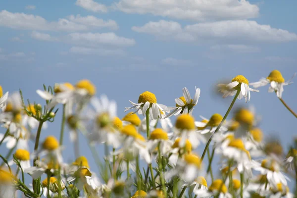 Rumianek scena spring natura — Zdjęcie stockowe