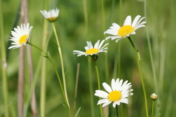 รายละเอียดทุ่งหญ้า ดอกไม้ป่าสีขาว — ภาพถ่ายสต็อก