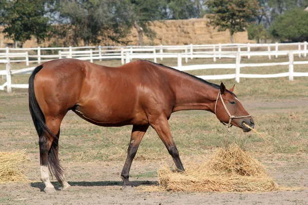 Cheval brun mangeant du foin ranch scène — Photo