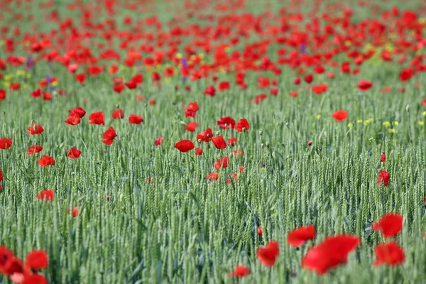 Grön vete våren scen — Stockfoto