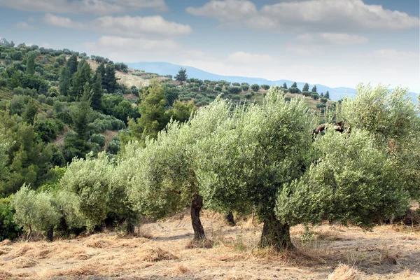 Drzewami oliwnymi wzgórza — Zdjęcie stockowe