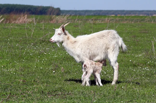 Chèvre avec tout juste née petite chèvre scène de printemps — Photo