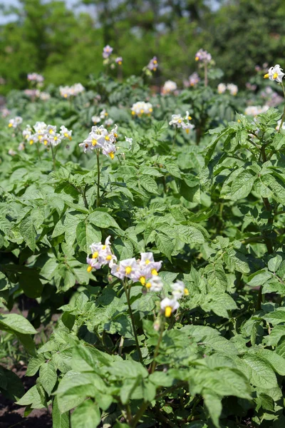 Potato flower agriculture spring scene — Stock Photo, Image