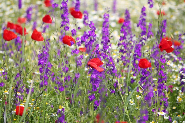Łąka wiosenna z dzikimi kwiatami — Zdjęcie stockowe