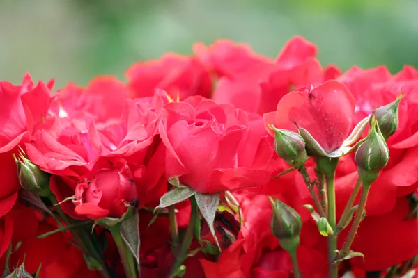 Rosas primer plano naturaleza primavera escena —  Fotos de Stock