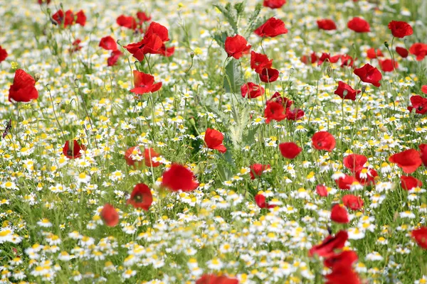 Prairie printanière avec des fleurs de pavot et de camomille — Photo
