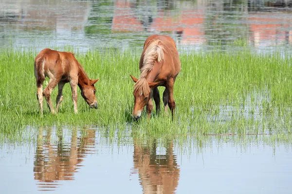 Brown horse and foal nature spring scene — Stock Photo, Image